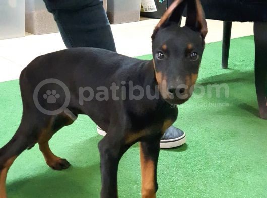 Mükemmel Anatomiye Sahip Doberman Yavruları