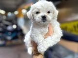 Erkek ve Dişi Maltese Terrier Yavruları