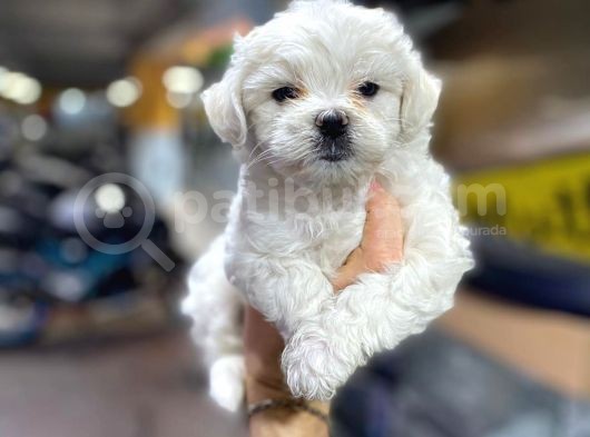 Erkek ve Dişi Maltese Terrier Yavruları