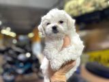 Erkek Ve Dişi Maltese Terrier Yavruları