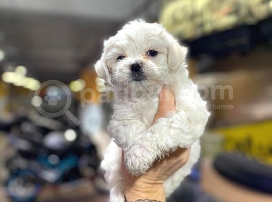 Erkek Ve Dişi Maltese Terrier Yavruları görsel