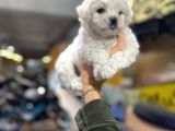 Erkek Ve Dişi Maltese Terrier Yavruları