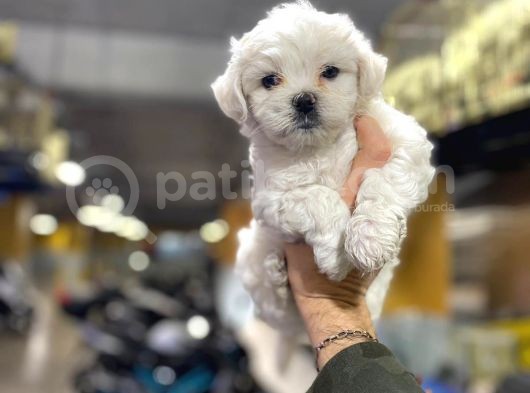Erkek Ve Dişi Maltese Terrier Yavruları görsel