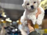 Erkek Ve Dişi Maltese Terrier Yavruları