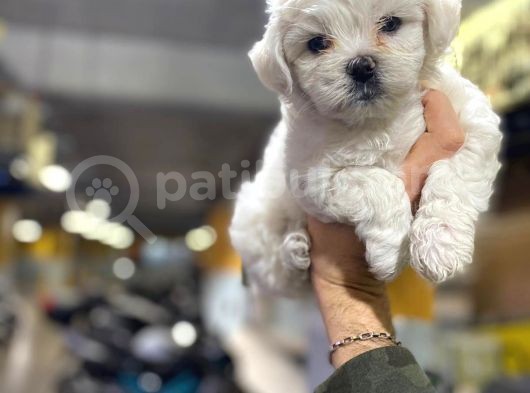 Erkek Ve Dişi Maltese Terrier Yavruları görsel