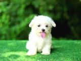 Miniboy Maltese Terrier