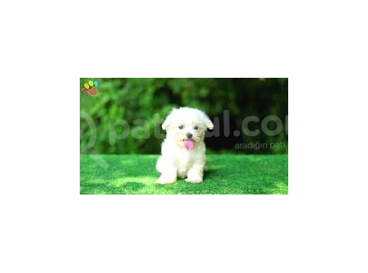 Miniboy Maltese Terrier
