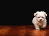 Miniboy Maltese Terrier