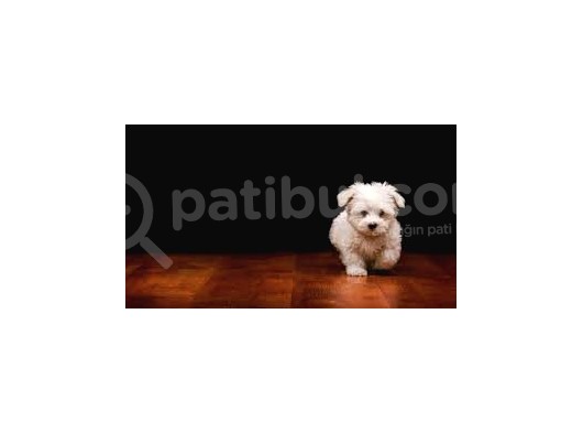 Miniboy Maltese Terrier