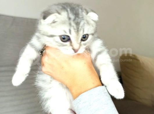 Scotish Fold Silver Tabby Erkek Sıfır Kulak görsel