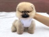 Orjinal Teddy Bear Pomeranian Boo