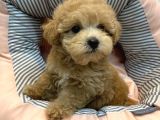 Maltipoo Irkları