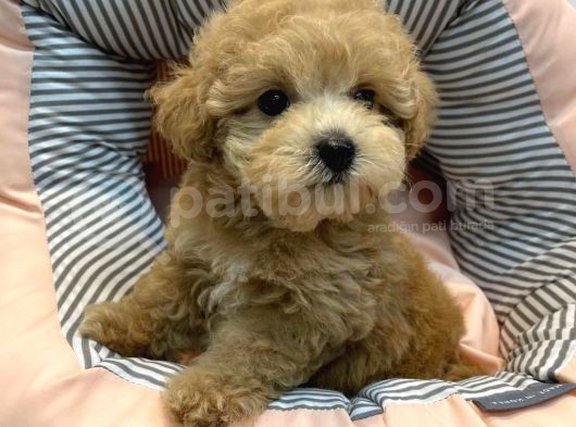 Maltipoo Irkları
