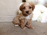 Orjinal Bebek Surat Maltipoo