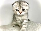 Scotish Fold Silver Tabby Erkek Sıfır Kulak