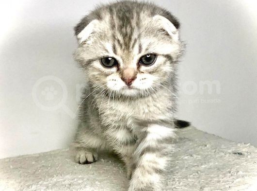 Scotish Fold Silver Tabby Erkek Sıfır Kulak görsel