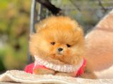 Safkan Pomeranian Boo Ayı Surat Yavrularımız