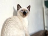 Chocalate point british shorthair