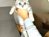 Scotish Fold Silver Tabby Erkek Sıfır Kulak