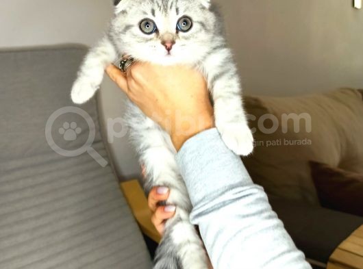 Scotish Fold Silver Tabby Erkek Sıfır Kulak