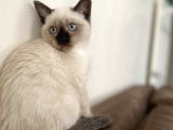 Chocalate Point British Shorthair