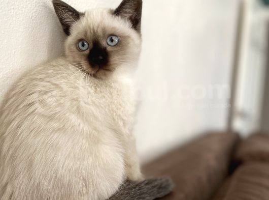 Chocalate Point British Shorthair görsel
