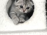 Scotish Fold Silver Tabby Erkek Sıfır Kulak