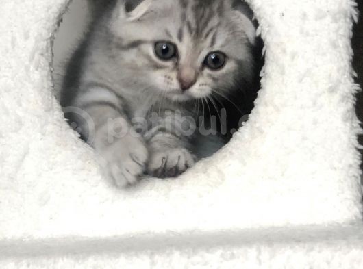 Scotish Fold Silver Tabby Erkek Sıfır Kulak görsel