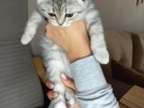 Scotish Fold Silver Tabby Erkek Sıfır Kulak