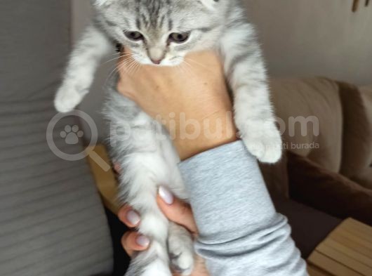 Scotish Fold Silver Tabby Erkek Sıfır Kulak görsel