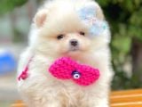 Safkan Pomeranian Boo Ayı Surat Yavrularımız