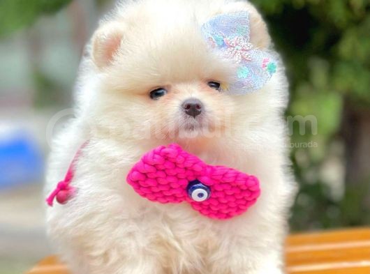 Safkan Pomeranian Boo Ayı Surat Yavrularımız