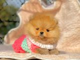 Safkan Pomeranian Boo Ayı Surat Yavrularımız