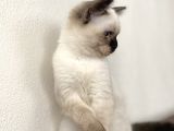 Chocalate Point British Shorthair