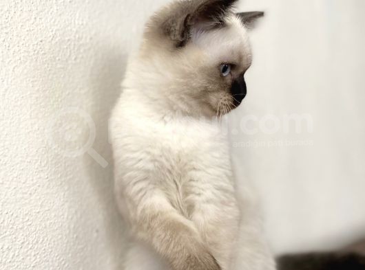 Chocalate Point British Shorthair görsel