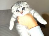 Scotish Fold Silver Tabby Erkek Sıfır Kulak