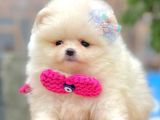 Safkan Pomeranian Boo Ayı Surat Yavrularımız