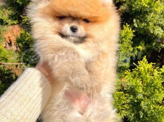 Safkan Pomeranian Boo Ayı Surat Yavrularımız görsel