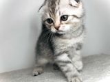 Scotish Fold Silver Tabby Erkek Sıfır Kulak