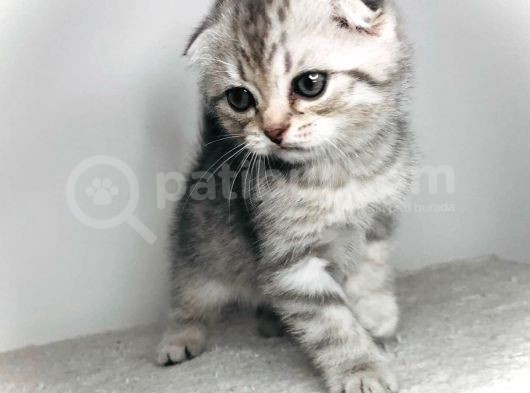 Scotish Fold Silver Tabby Erkek Sıfır Kulak görsel