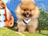 Pomeranian Boo Teddy Bear Yavrular