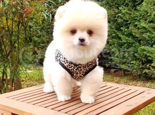 Orjinal Pomeranian Boo Yavrularımız görsel