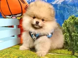 Satılık Pomeranian Boo Yavrularımız