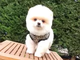 Orjinal Pomeranian Boo Yavrularımız