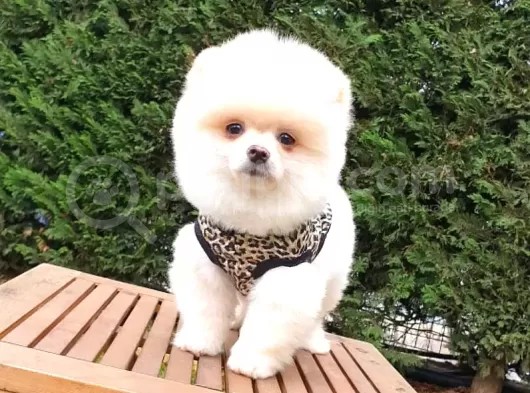 Orjinal Pomeranian Boo Yavrularımız