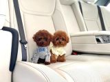 Irk ve Sağlık Garantili Red Toy Poodle Yavruları
