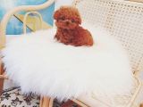 Mini Safkan Red Brownn Toy Poodle Yavrularimiz