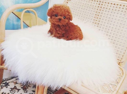Mini Safkan Red Brownn Toy Poodle Yavrularimiz görsel
