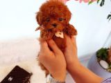 Mini Safkan Red Brownn Toy Poodle Yavrularimiz