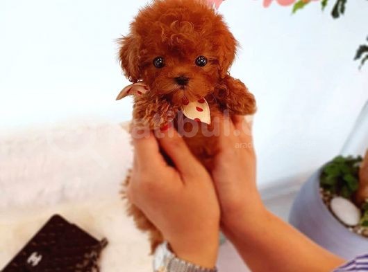 Mini Safkan Red Brownn Toy Poodle Yavrularimiz görsel